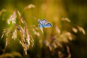 芒种手抄报