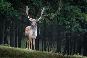 完结小说排行榜