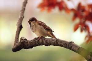 中秋节手抄报简单又容易(中秋节手抄报难度一人)