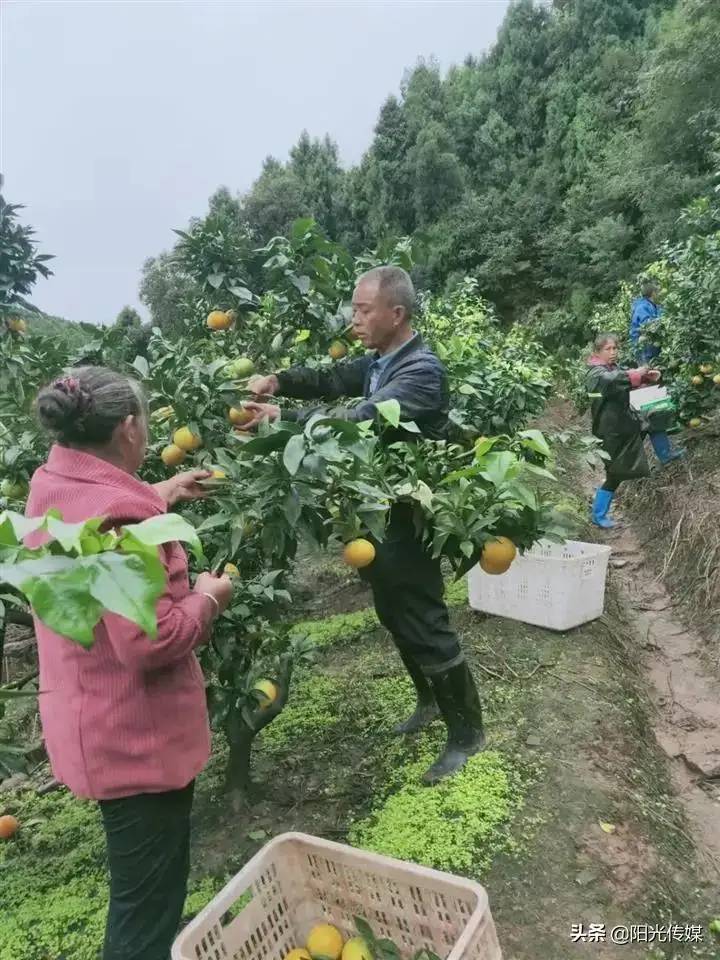 桔子红了，橙子黄了！旌阳这个村的水果迎来大丰收，等您来采摘！