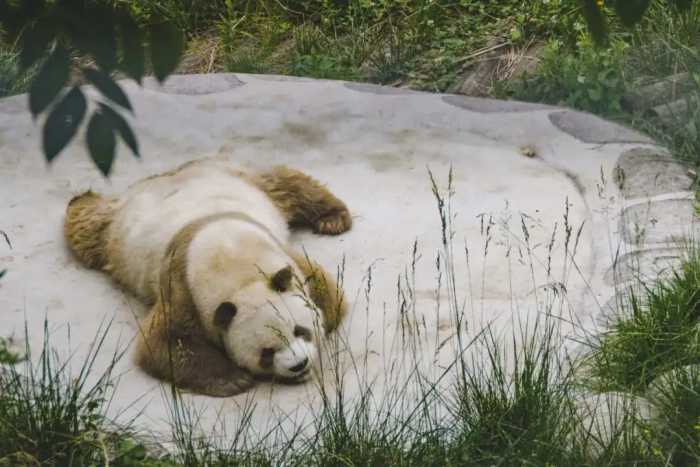 抓住暑假小尾巴，去看秦岭大熊猫吧~