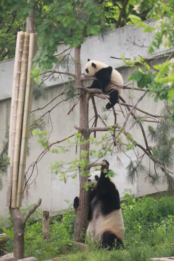 抓住暑假小尾巴，去看秦岭大熊猫吧~